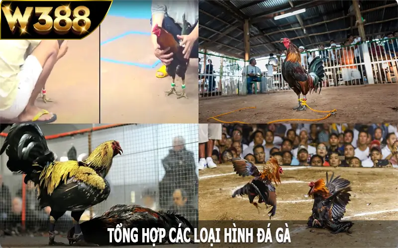 Tổng hợp các loại hình đá gà W388 nổi bật