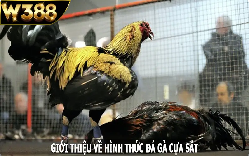 Giới thiệu về hình thức đá gà cựa sắt tại W388