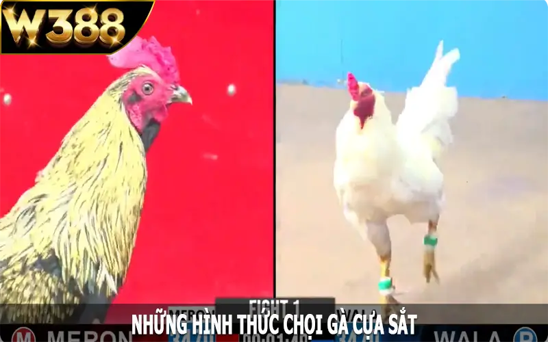 Những hình thức chọi gà cựa sắt nổi bật