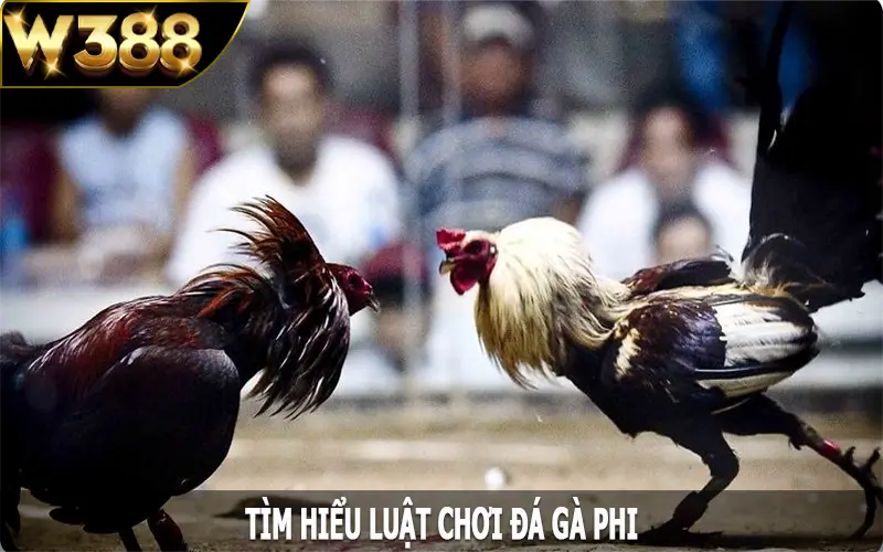 Tìm hiểu luật chơi đá gà phi tại W388